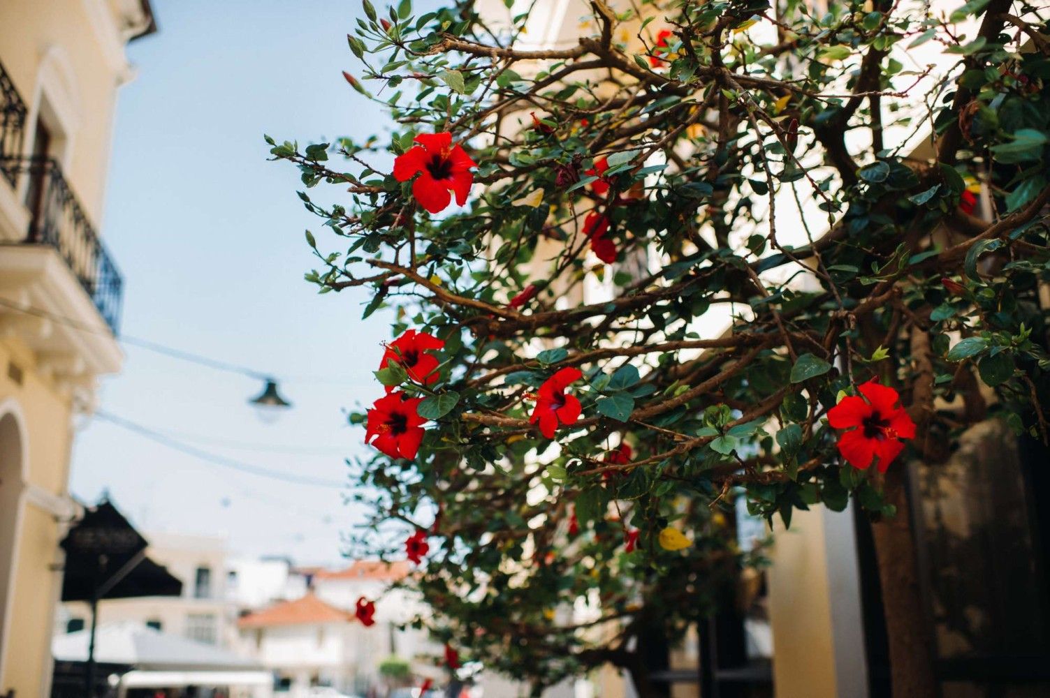 picture from activity Romantic Horse-Drawn Carriage Tour in Zante Town