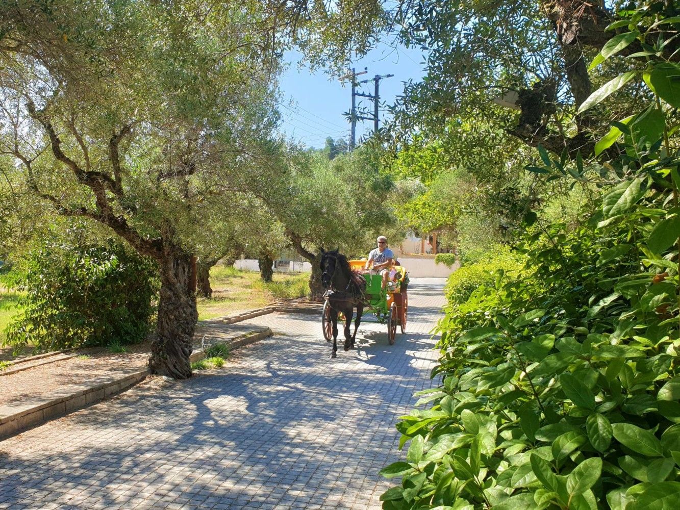 picture from activity Romantic Horse-Drawn Carriage Tour in Zante Town
