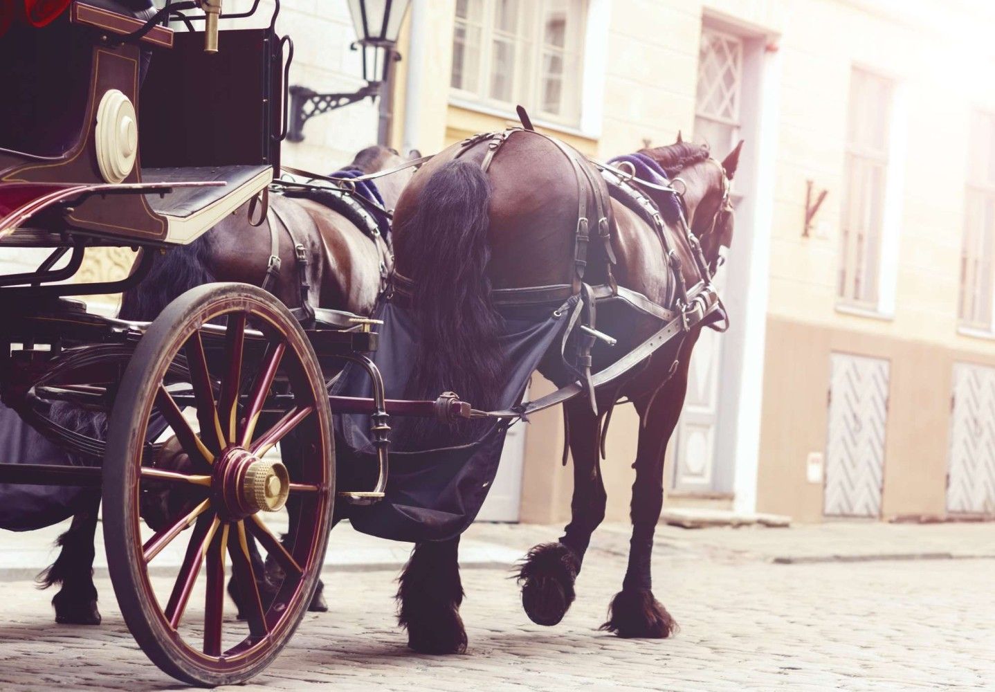 picture from activity Romantic Horse-Drawn Carriage Tour in Zante Town